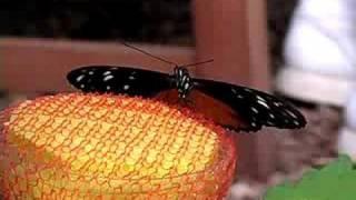 Winged Wonders: Tropical Butterflies