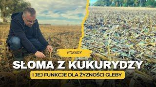 Słoma z kukurydzy. Jak wpływa na żyzność gleby? Porady prof. Szczepaniaka | e-pole