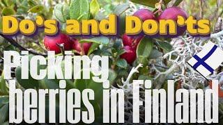 Dos and don’ts in picking berries in Finland|Lingonberries picking #countryside #foraging