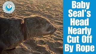 Baby Seal’s Head Nearly Cut Off By Rope