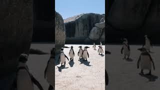 Cute penguin  video tik tok