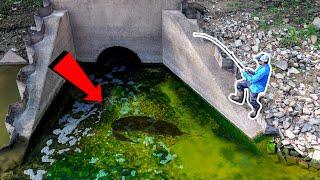 The Fish Species of my DREAMS was HERE!!! (KING of the Spillway!)