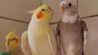 2 Hour COCKATIEL SINGING a lot  COCKATIEL SINGING training Cockatiel bird singing Cockatiel noises