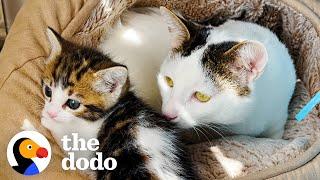 'Aggressive' Cat Meets A Tiny Kitten And The Cutest Thing Happens | The Dodo Cat Crazy