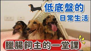 臘腸飼主的一堂課 | 低底盤的日常生活分享