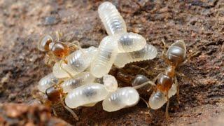 Have you ever seen a Baby Ant? A Microscopic view of an Ants Egg