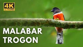 Malabar Trogon  | Thattekad | Birds & Animals | 4K UHD @Wildlife.Kaptured