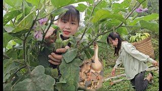 The birth of baby geese, picking eggplants and bananas to sell at the market