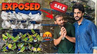 USAMA EXPOSED  | BIRDS PER LAG GAI SAB SE BARI SALE  | MISHKAT KHAN