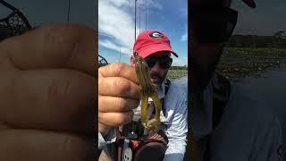 Which frog is the better choice??   #kayakfishingtips #frogfishing #topwaterbassfishing #topwater