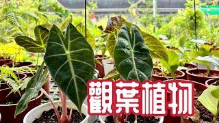 熱門室內觀葉植物台南七甲有沒有稀奇的物種？