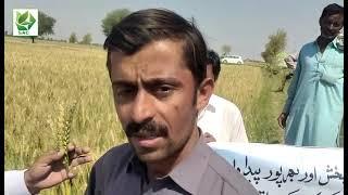 Farmers Feedback related to Swat Agro Chemicals Products