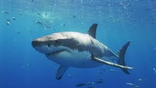 Great White Shark Expedition- Sharks4Kids