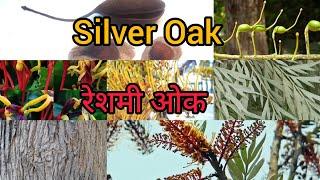 Silver Oak Tree, रेशमी ओक वृक्ष, Plantation Benefits and Drawbacks, #silver #oak #tree #plantation