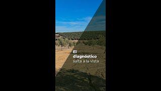 EL DIAGNÓSTICO SALTA A LA VISTA - OLIVAR