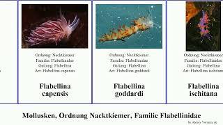 Mollusken, Ordnung Nacktkiemer, Familie Flabellinidae mollusca gracilis capensis Flabellina Sweet