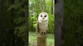 Barn Owl In The Woods #shorts