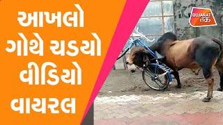 OMG ! આખલો ગોથે ચડયો, Video Viral | Porbandar | Gujarat Tak