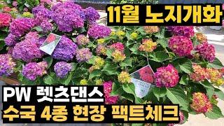 11월까지 꽃피는 수국 PW렛츠댄스 4종 팩트체크