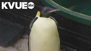 Emperor penguin travels more than 2,000 miles to Australia