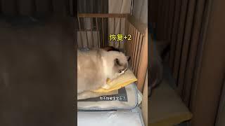 猫咪真的是尊老爱幼怼中间啊… #记录猫咪日常 #猫和孩子