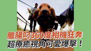 臘腸犬叼360度相機狂奔！超療癒視角可愛爆擊｜寵物動物｜臘腸狗｜精選影片