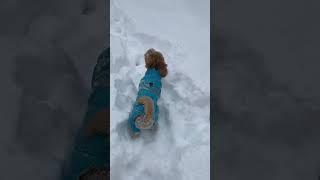 #snow #snowfall #winter #switzerland#wonderland #schweiz #happydog #doglife #doglover 