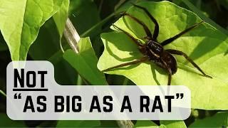 SPIDER SUCCESS! I tracked down the "UK's Largest Spider!"