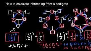 How to calculate inbreeding from a pedigree chart