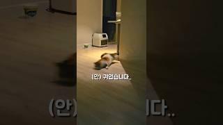 고양이 집사의 행복한 주말...
