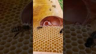 How bees make honey is oddly mesmerising #shorts