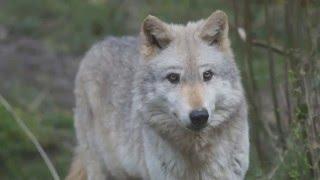 Meet Our Wolves: Calow | WWUK