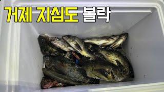 대전갱이로 유명한 섬에서 지금은 볼락이 나옵니다