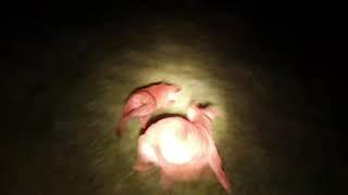 Lamping foxes with lurchers HD 20/21 pt1