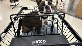 Quick Pop up Live From Petco! Calvin The Boston Terrierist! is live!