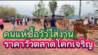 ชมบรรยากาศตลาดนัดโคกระบือโคกเจริญ อ.สว่าง จ.สกลนคร #ราคาวัววันนี้ 15/3/68