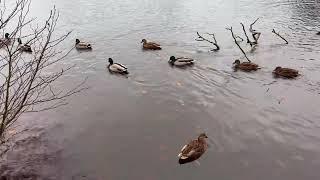 A moment with the ducks  at the lake in Longshaw Estate, Peak District National Park