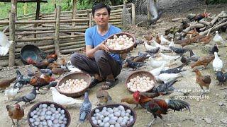 Selling bird eggs and wild chicken eggs. Robert | Green forest life