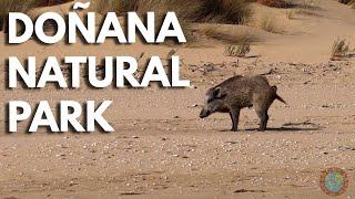 Doñana Natural Park