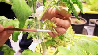 5 Ways To Hand Pollinate Tomatoes for Great Success!