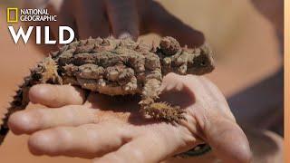 The Thorny Devil of Australia | Out There With Jack Randall