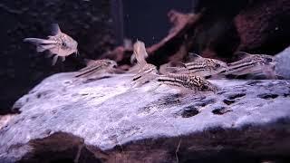 Corydoras napoensis bij Aquarium Speciaalzaak Utaka