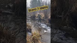 Beaver Trapping With 330 Conibears #trapping #beaver #conibear