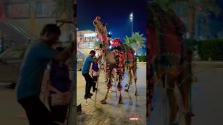 Camel ride in Eastwood jalandhar #shorts #peace #camel #subscribe #minivlog