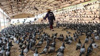 Millions of Pigeons Farming For Meat in China ️ - Pigeon Meat Processing in Factory