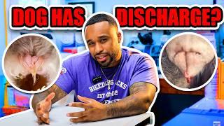 Female Dog Has Discharge!? What you should know & The Different types!