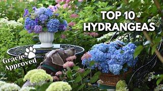 THE BEST HYDRANGEAS FOR YOUR GARDEN 