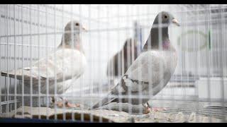 A LARGE ASSORTMENT OF PIGEONS ARRANGED BY KAMI. | HIS CONTACT # 0321-4752670 | PART 2