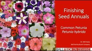 Finishing “Common” Seed Petunias with Dr. Will Healy