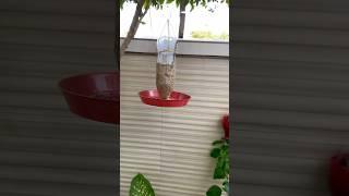 Bird feeder बनायें easily #diy #homegarden #naturesounds